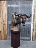 African Blue Wildebeest Pedestal Taxidermy Mount