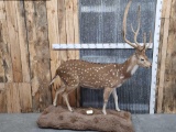 Axis Deer Full Body Taxidermy Mount