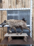 Spotted Hyena Full Body Taxidermy Mount