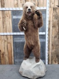 Grizzly Bear Full Body Taxidermy Mount