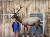 6x7 Elk Full Body Taxidermy Mount