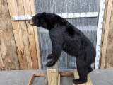 Nice Black Bear Full Body Taxidermy Mount