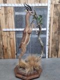 African Gerenuk Full Body Taxidermy Mount