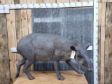 Tapir Reproduction Full Body Taxidermy Mount