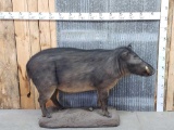 African Giant Forest Hog Full Body Taxidermy Mount