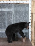 Black Bear Cub Full Body Taxidermy Mount