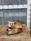 Red Fox Laying Down Full Body Taxidermy Mount