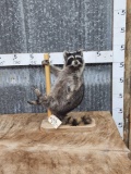 Stripper Exotic Dancer Raccoon Taxidermy