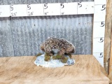 Rare Baby Prehensile Tailed Porcupine Full Body Taxidermy Mount
