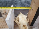 BIG Black Bear Skull Taxidermy