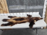 Big Wolverine Tanned Fur Taxidermy