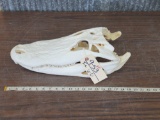 Alligator Skull Taxidermy