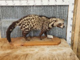 African Civet Cat Full Body Taxidermy Mount