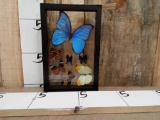 7 Beautiful Butterflies Framed Under Glass