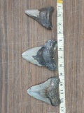 3 Megalodon Shark Teeth