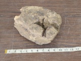 Fossilized Triceratops Dinosaur Vertebrae