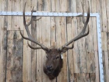 BIG Elk Shoulder Mount Taxidermy