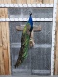 Pretty Peacock Full Body Bird Taxidermy