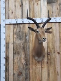 African Impala Shoulder Mount Taxidermy