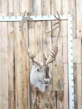 perry Caribou Shoulder Mount Taxidermy
