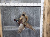 Cowboy Squirrel Riding A Flying Pheasant Taxidermy