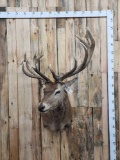 Big Red Stag Shoulder Mount Taxidermy