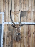 African Waterbuck Shoulder Mount Taxidermy