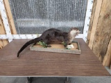 Otter Full Body Taxidermy Mount