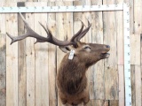 Bugling Elk Shoulder Mount Taxidermy