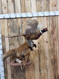 Red Fox Leaping For A Pheasant In Flight Full Body Taxidermy Mount