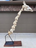 Articulated Giraffe Skeleton Neck & Skull Taxidermy