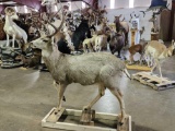 5x5 Mule Deer Full Body Taxidermy Mount