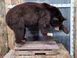 Cinnamon Phase Black Bear Full Body Taxidermy Mount