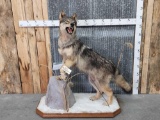 Alaskan Wolf Full Body Taxidermy Mount