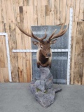 Beautiful Elk Pedestal Mount Taxidermy
