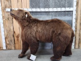 Big Russian Brown Bear Full Body Taxidermy Mount