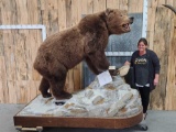 Giant Russian Brown Bear Full Body Taxidermy Mount