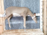 Whitetail Doe Full Body Taxidermy Mount