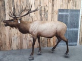 Beautiful 7x7 Elk Full Body Taxidermy Mount