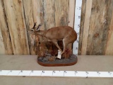 African Duiker Full Body Taxidermy Mount