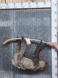 Rare 2 Toed Sloth Full Body Taxidermy Mount