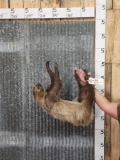 Rare 2 Toed Sloth Full Body Taxidermy Mount