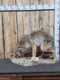 Snarling Coyote Full Body Taxidermy Mount