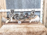 Family Of 5 Raccoons Fishing In A Canoe Taxidermy