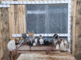 Noah's Ark 7 Critters In A Birch Bark Canoe Taxidermy