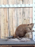 Big Fat Beaver Full Body Taxidermy Mount