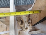 BIG Mountain Lion Skull Taxidermy