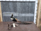 Beautiful Chinese Pheasant Full Body Bird Taxidermy