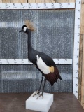 African Crowned Crane Full Body Bird Taxidermy