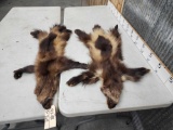 2 Wolverine Tanned Furs Taxidermy